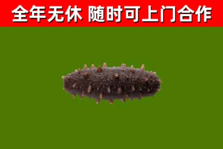 延津县回收海参干
